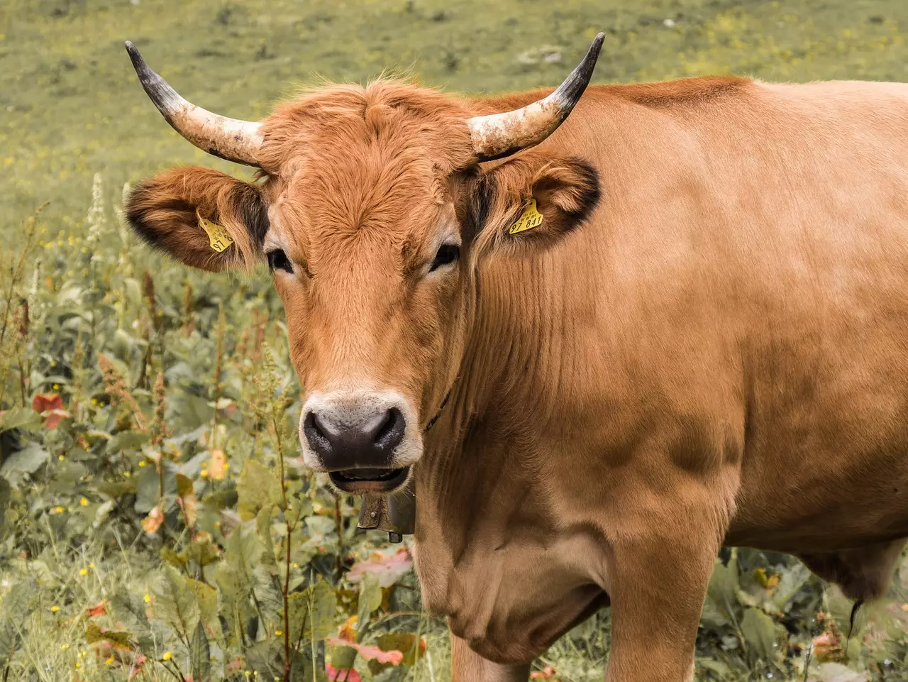 Бруцеллез у скота выявили на юге Казахстана