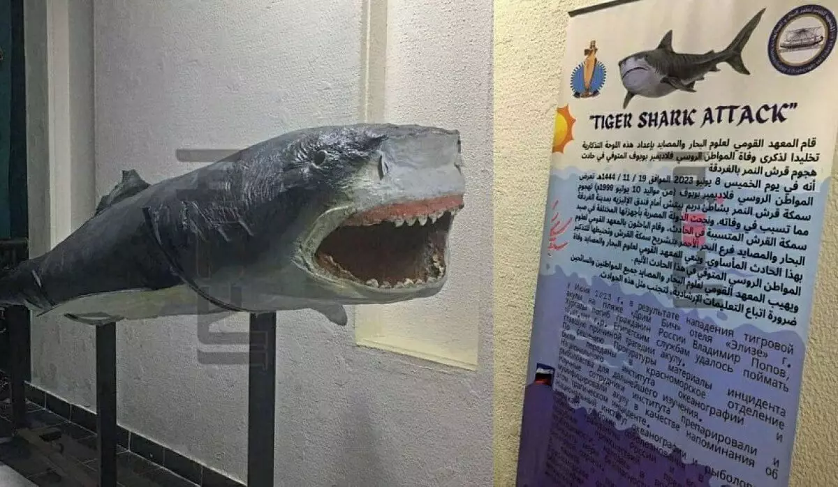 Из акулы-убийцы сделали музейный экспонат