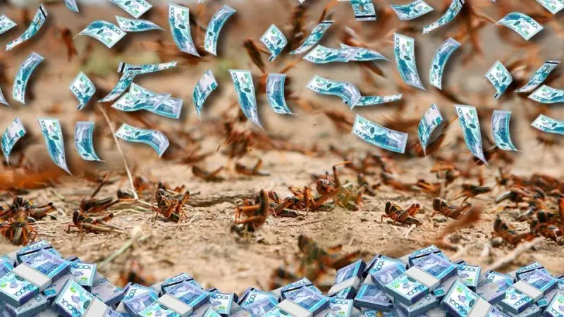 8 млрд тенге выделили на борьбу с саранчой в Казахстане: на что потратили деньги