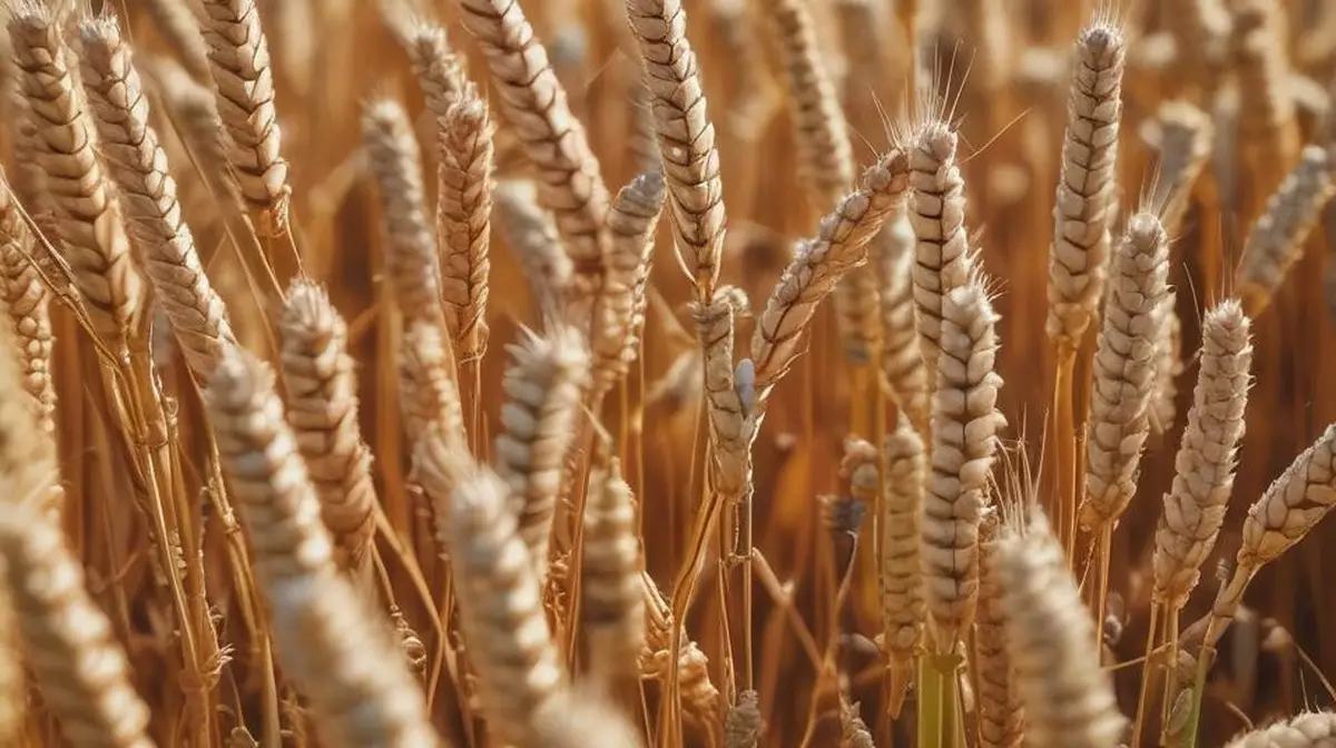 Как пшеница, собранная 100 лет назад, может накормить мир?