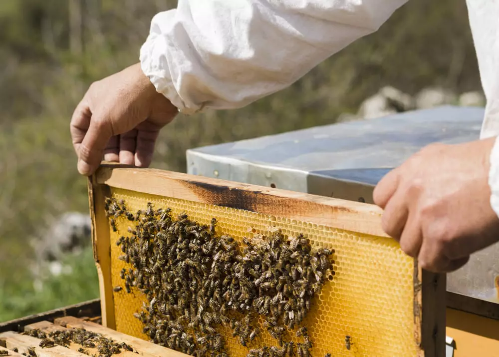 В помощь пчеловодам: ученые создали уникальную систему для фермеров