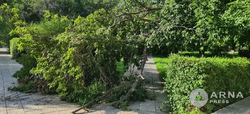 Рухнувшее дерево несколько дней лежит посреди тротуара в одном из парков Семея