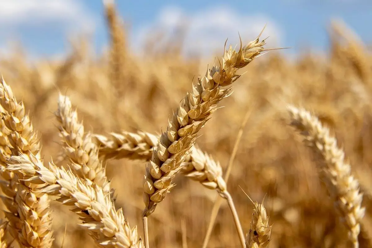 Казахстан возглавил топ-3 поставщиков твердой пшеницы в Евросоюз
