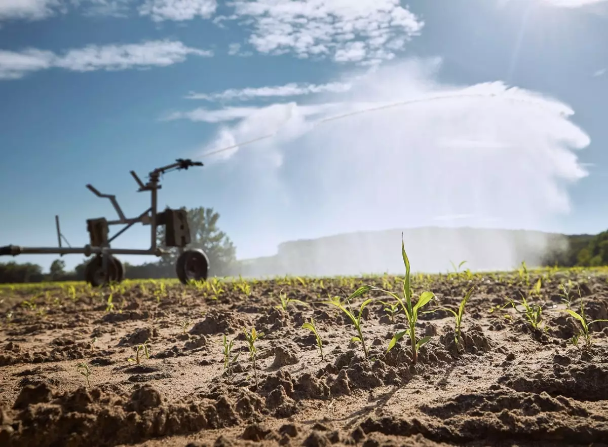 Умные технологии: искусственный интеллект начнут использовать в сельском хозяйстве