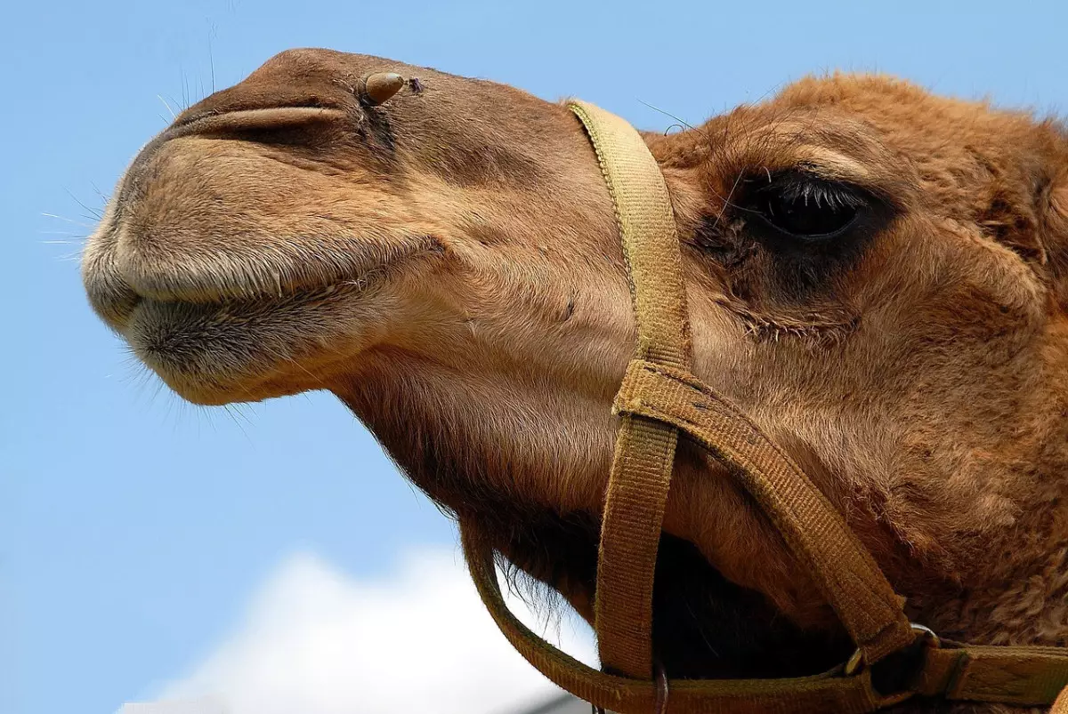 90 верблюдов погибли из-за укусов каракурта в Атырауской области