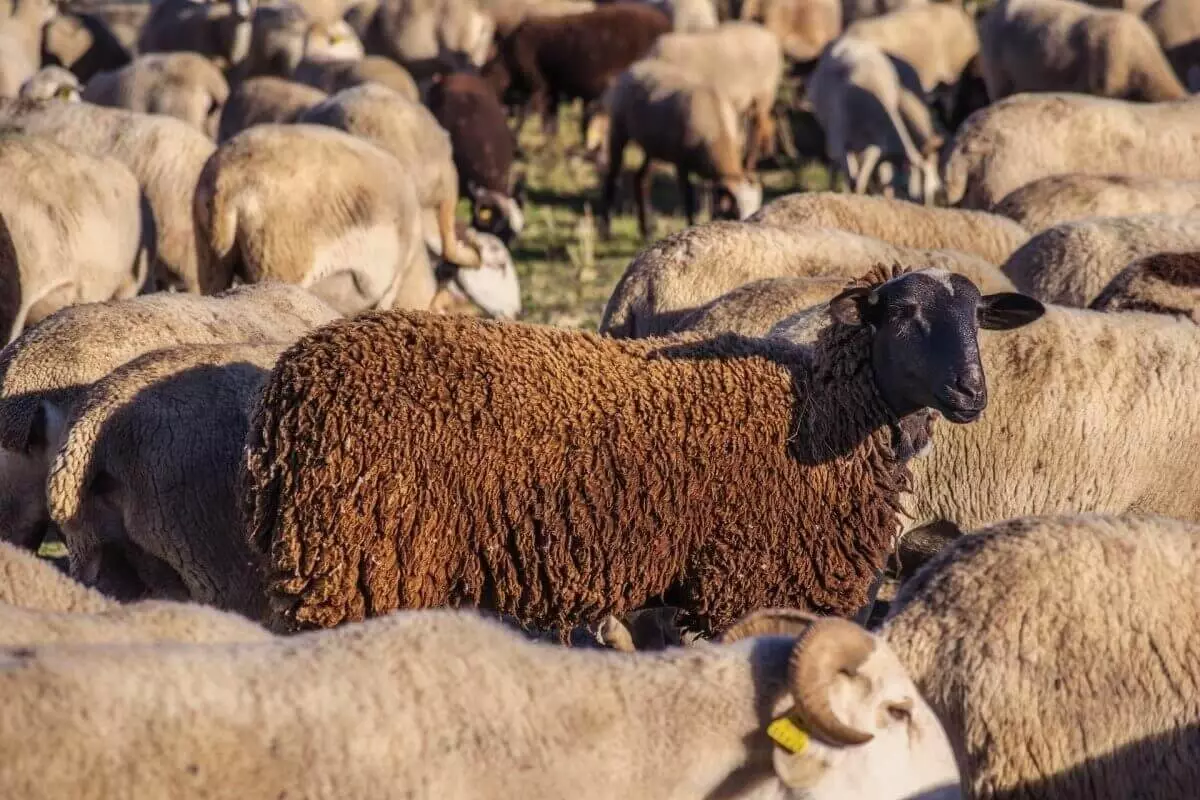 Склоновый сток унес почти 700 голов скота в Жамбылской области