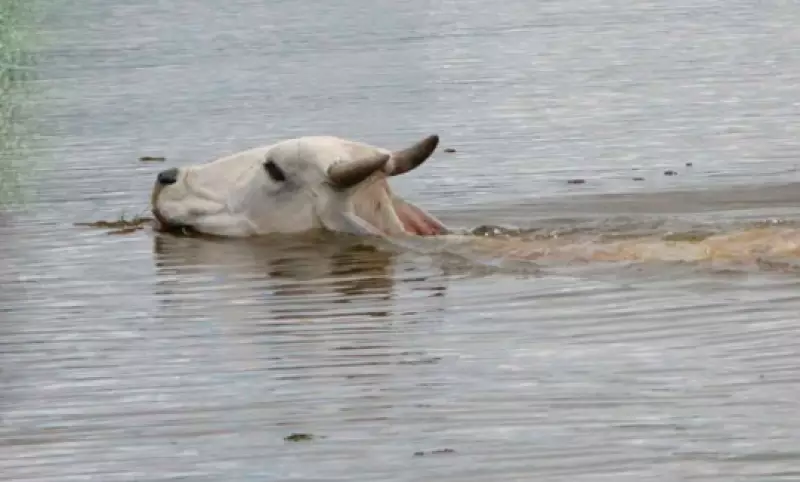 Более 600 голов скота унесло водой в результате непогоды в Жамбылской области