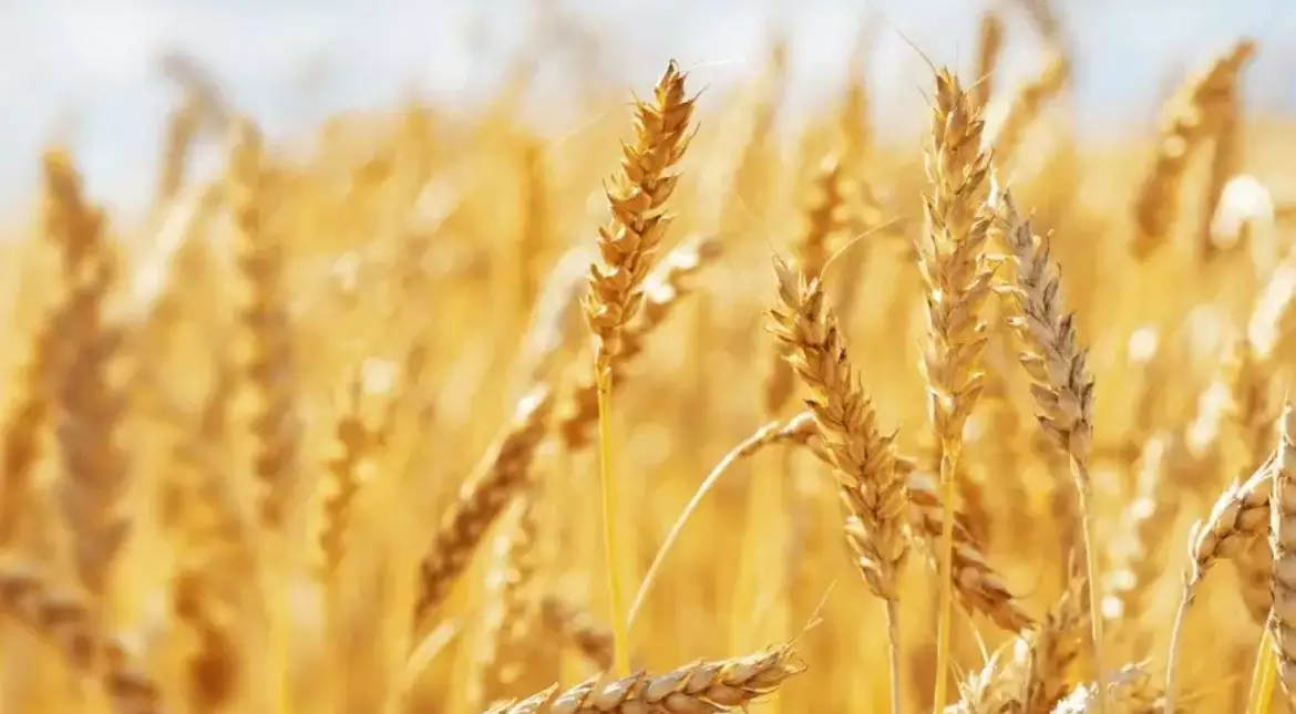 Казахстан стал основным поставщиком твердой пшеницы в ЕС