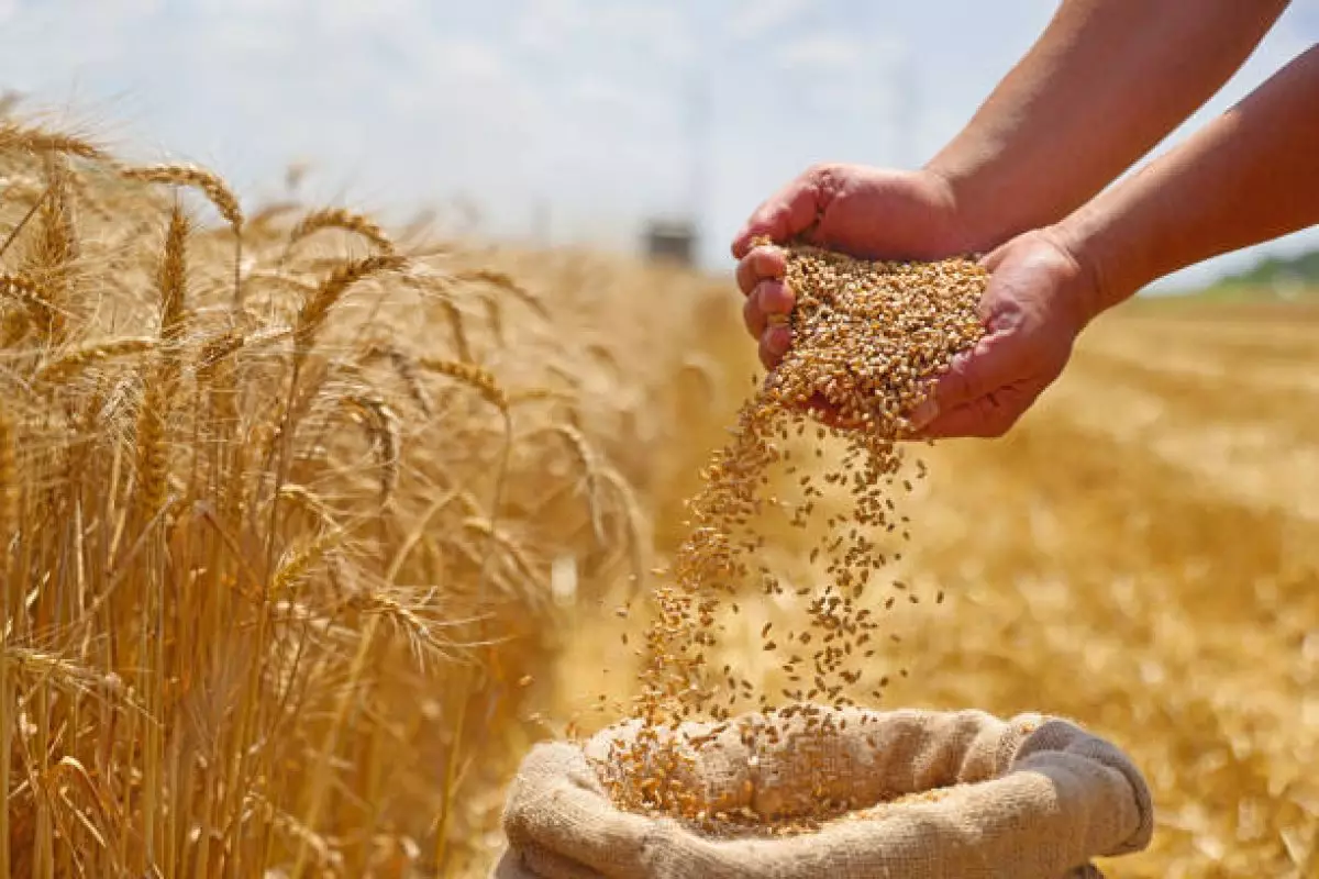 Казахстан возглавил топ экспортеров твердой пшеницы в Европу