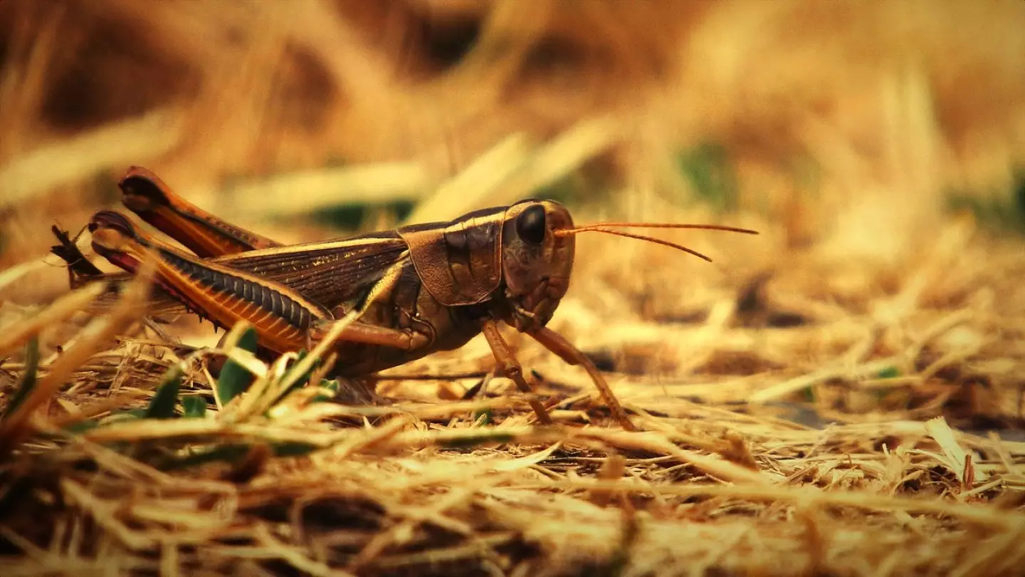 Лягушки, каракурты, мошки и комары, теперь и саранча: жизнь атыраусцев превратилась в кошмар