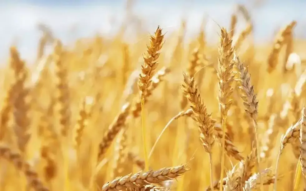 Kazakhstan becomes major durum wheat supplier to EU