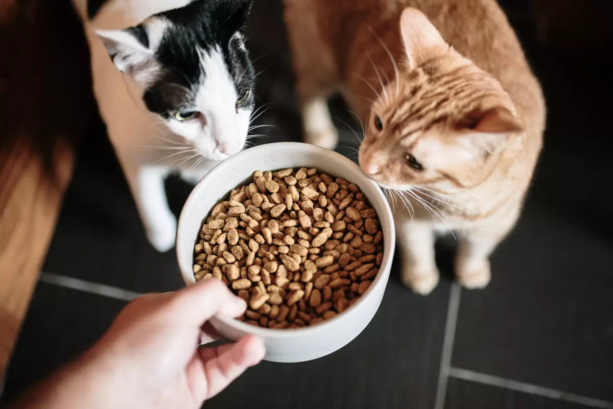 Опасный яд обнаружили в упаковках популярного корма для кошек