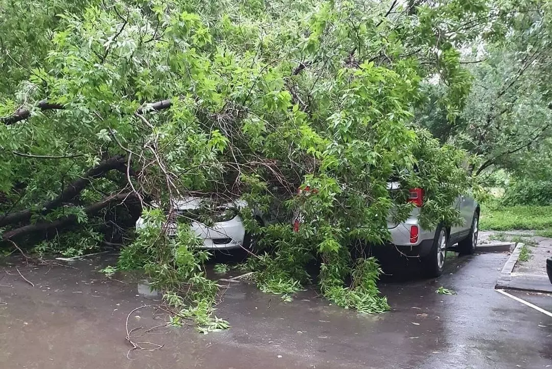 Кренятся и падают: жители Караганды столкнулись с угрозой аварийных деревьев