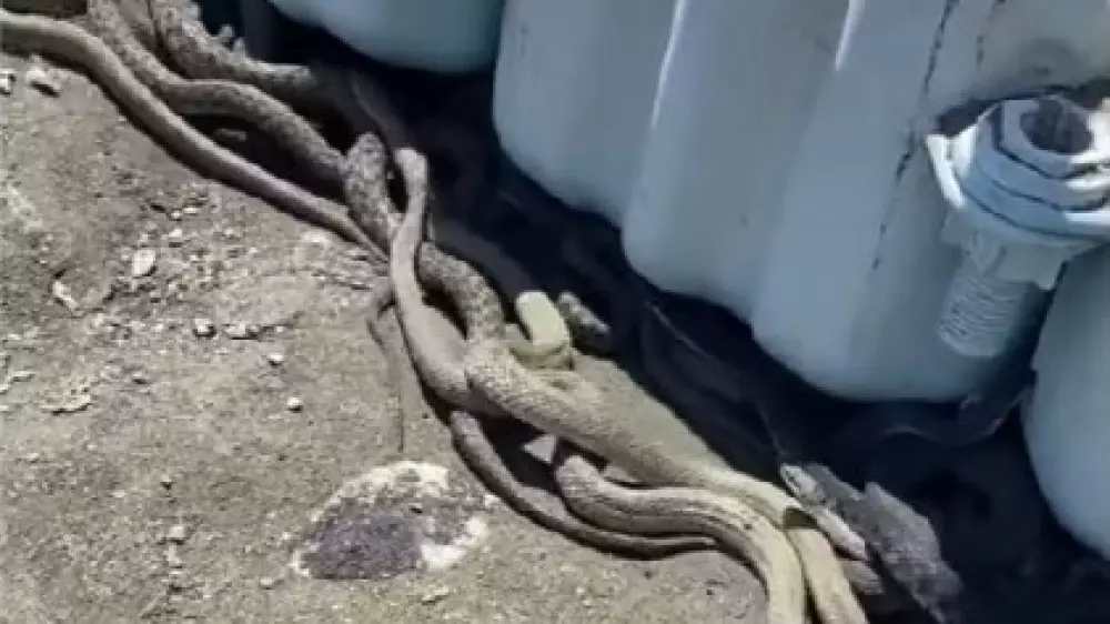 Скопище змей на побережье Каспия попало на видео