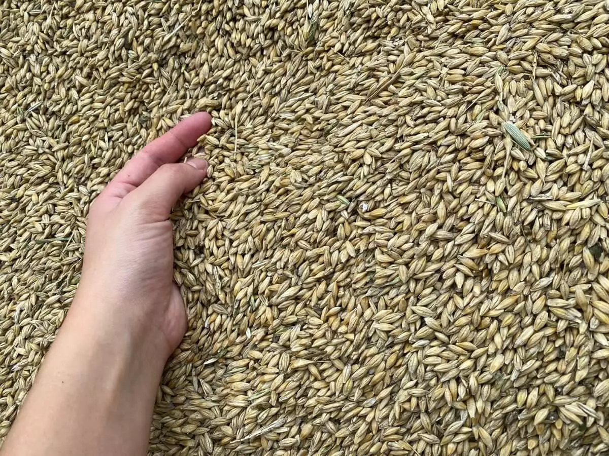 В СКО импортировали российское зерно под видом казахстанского