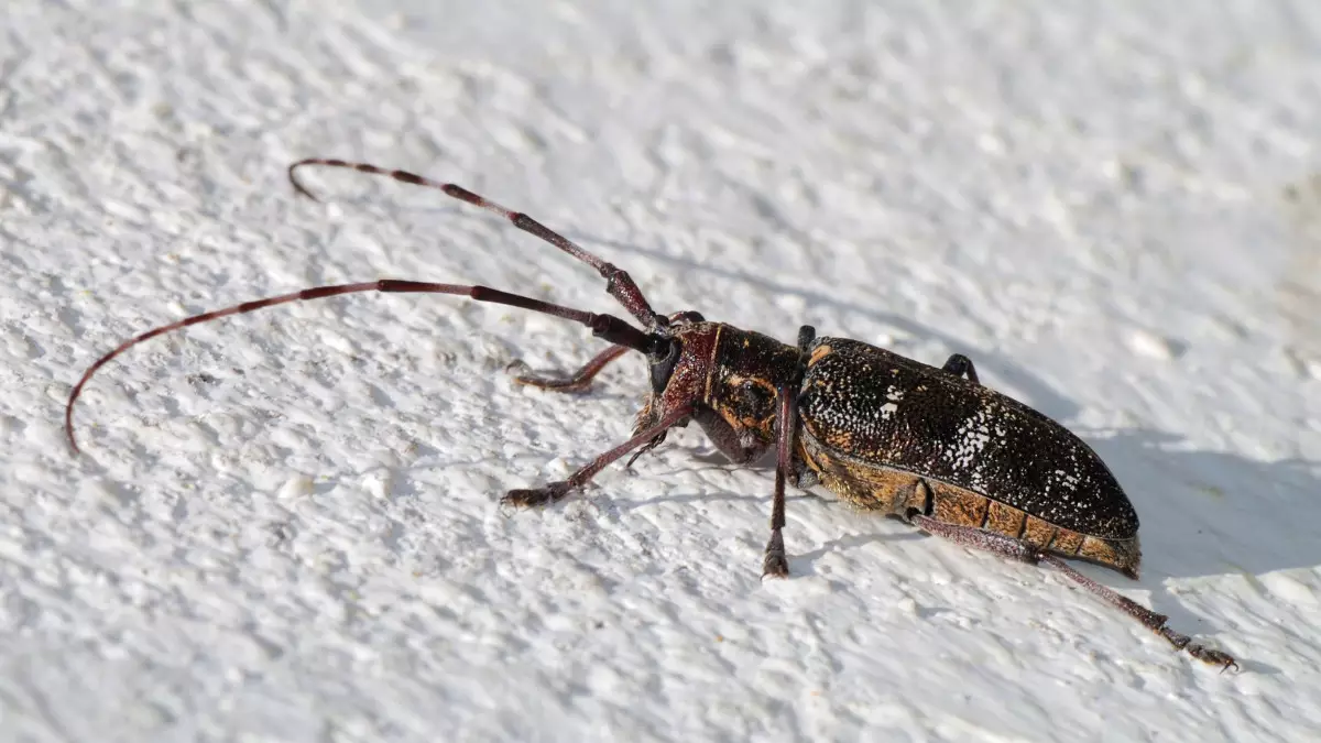 Опасного жука-паразита обнаружили в поступившем в Казахстан пиломатериале
