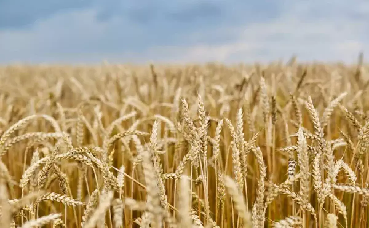 Какую цену за тонну пшеницы ожидают казахстанские фермеры