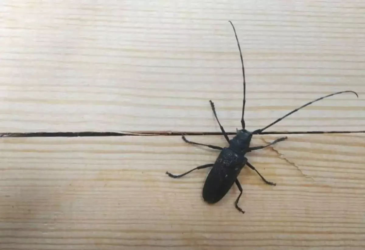 Вредоносного жука нашли в дереве, экспортируемого из России