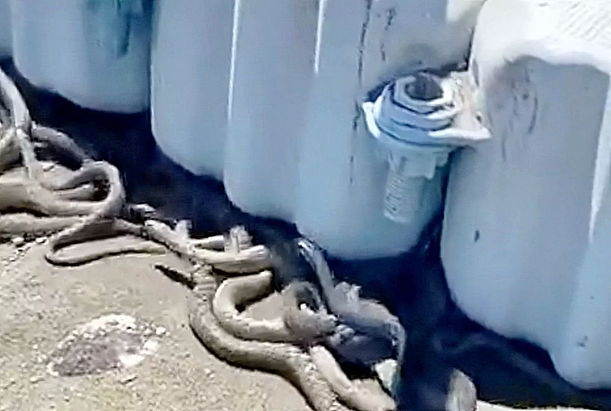 Видео с внушительным количеством змей обсуждают в Сети жители Мангистау