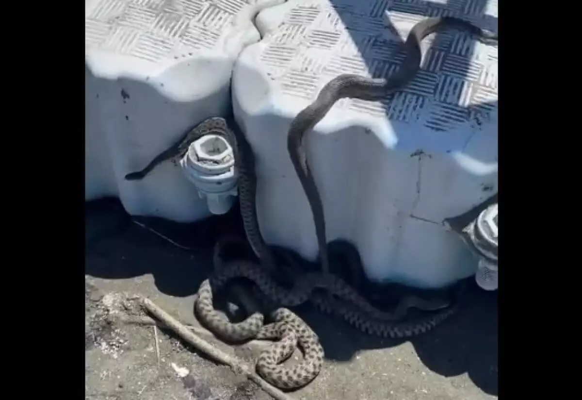 Нашестие змей на берегу Каспия сняли на видео
