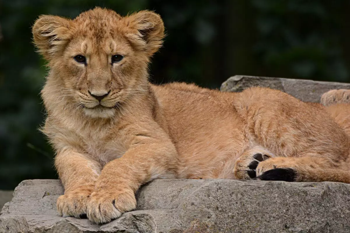 Начался суд по делу о продаже львят из зоопарка Караганды