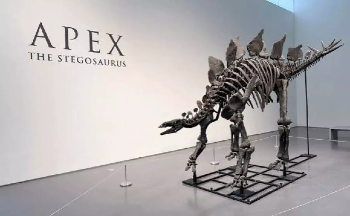 Скелет стегозавра продали за рекордные 44 млн долларов