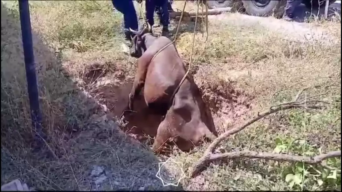 Шымкентским спасателям пришлось вызволять корову из ямы