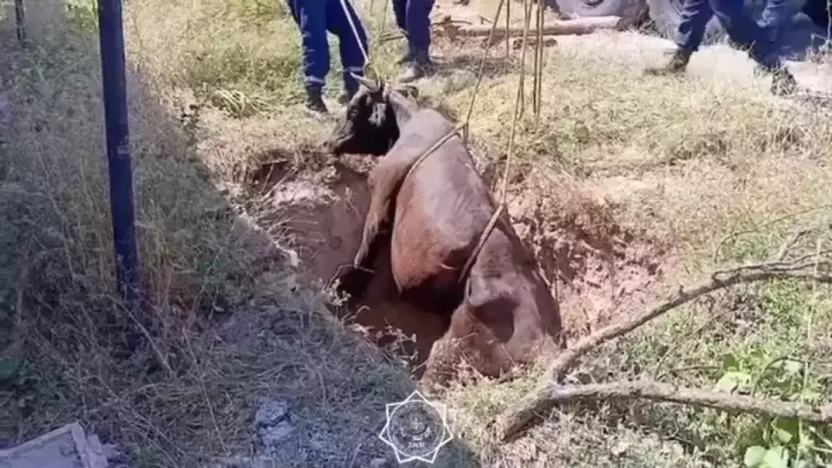 Видео спасения коровы опубликовали спасатели Шымкента