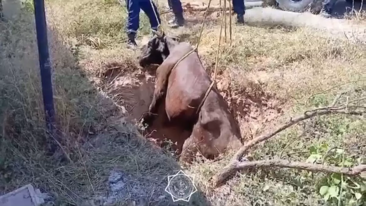 Шымкентские спасатели вытащили корову, упавшую в яму (ВИДЕО)