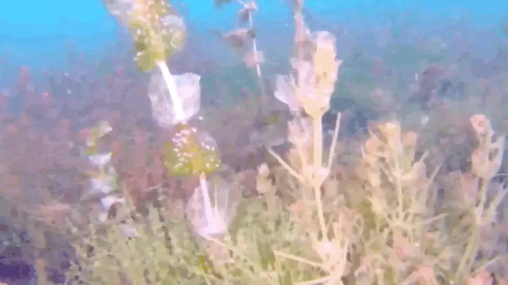 Видео: как выглядит озеро под водой в Бурабае