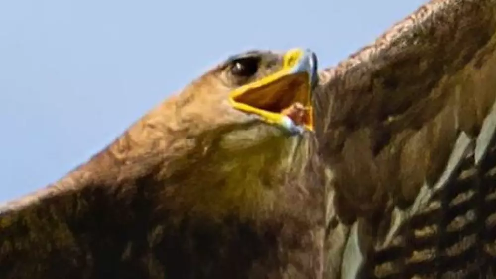 "Редкий кадр": казахстанец снял охоту орла на суслика