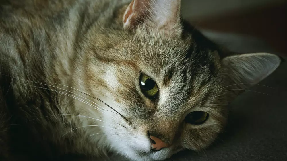 В Актау пропадают кошки: компания по отлову животных объяснила ситуацию