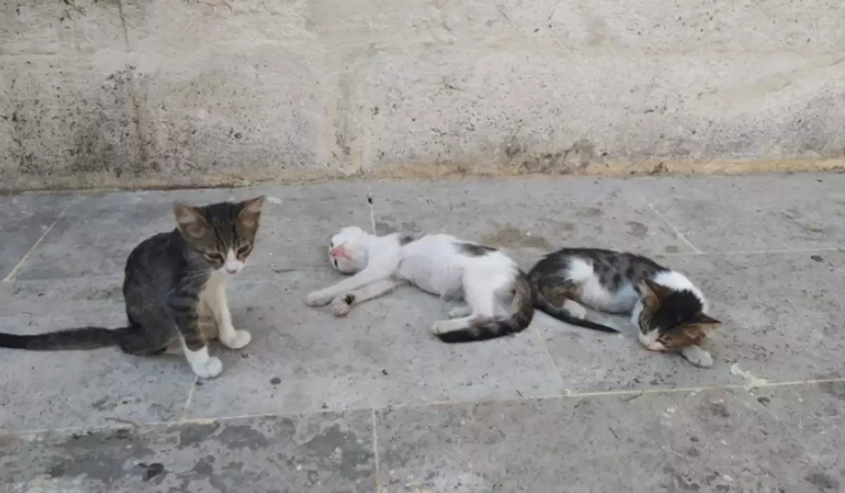 Отстрел кошек в Актау: в службе по отлову прокомментировал исчезновение животных
