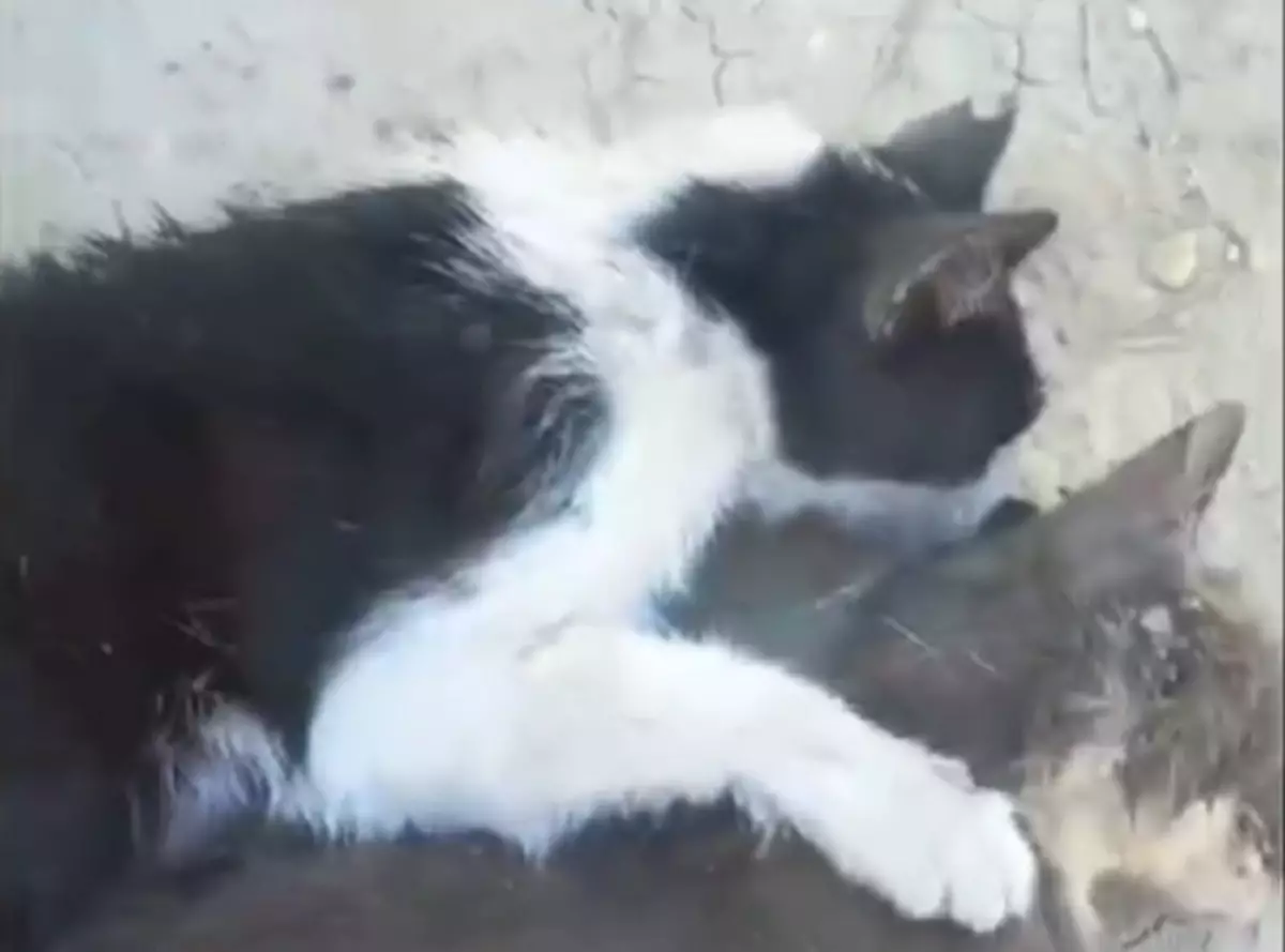 В Актау пропадают кошки: что ответили в компании по отлову