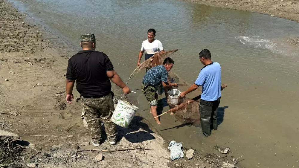 Более 600 килограммов мальков спасли на канале "Сарыозек" в Атырауской области