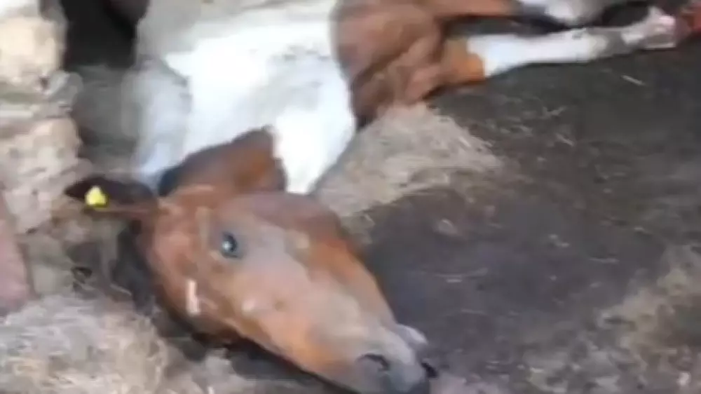 Лошади гибнут от неизвестной болезни в Карагандинской области
