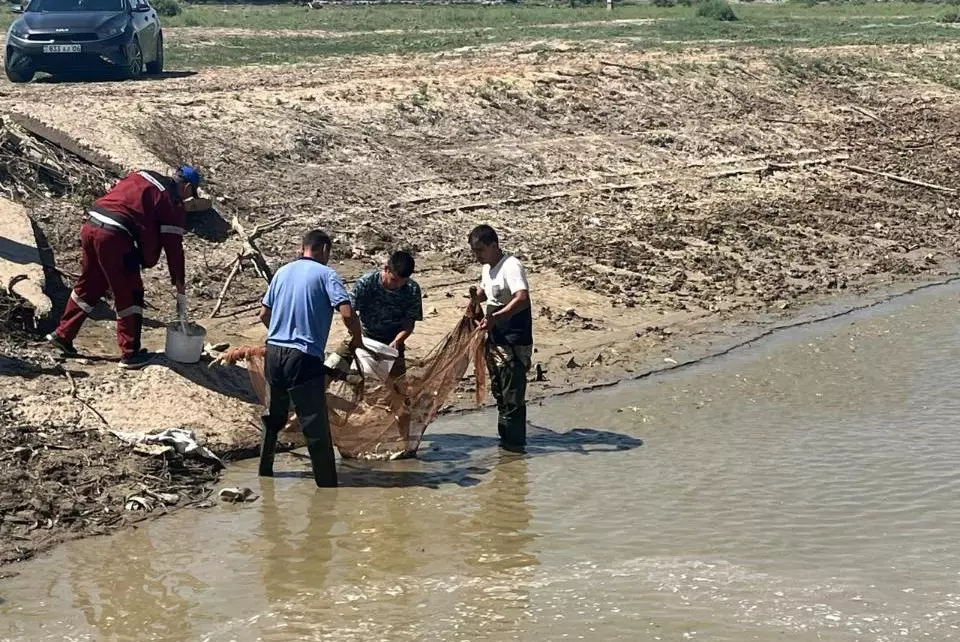 Рыба погибла в канале Сары-озек в Атырауской области