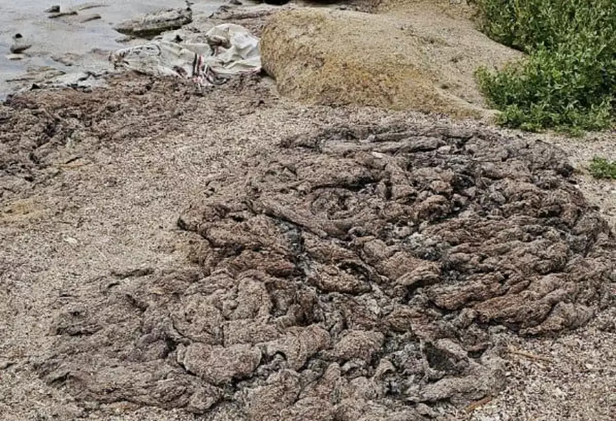 Гниющее зловоние у моря: жители Актау недовольны уборкой побережья