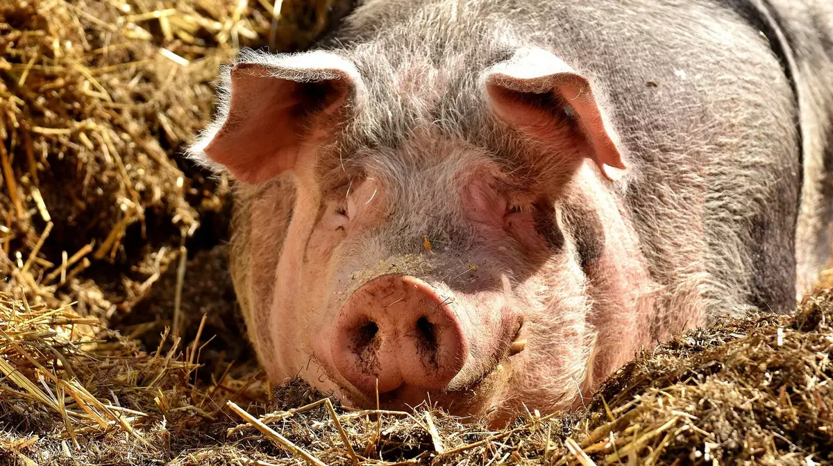 В Молдавии зафиксирован очередной случай заражения африканской чумой свиней