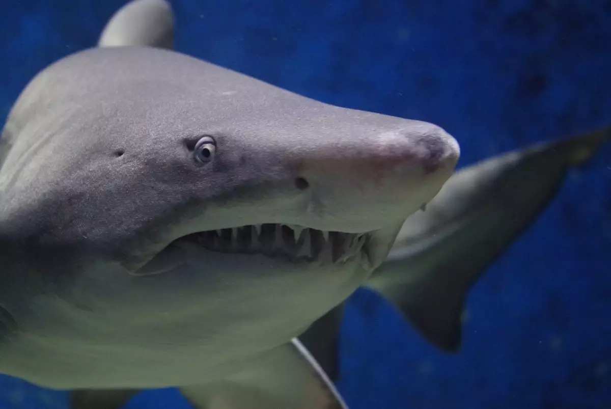 В организме акул у берегов Бразилии обнаружен кокаин