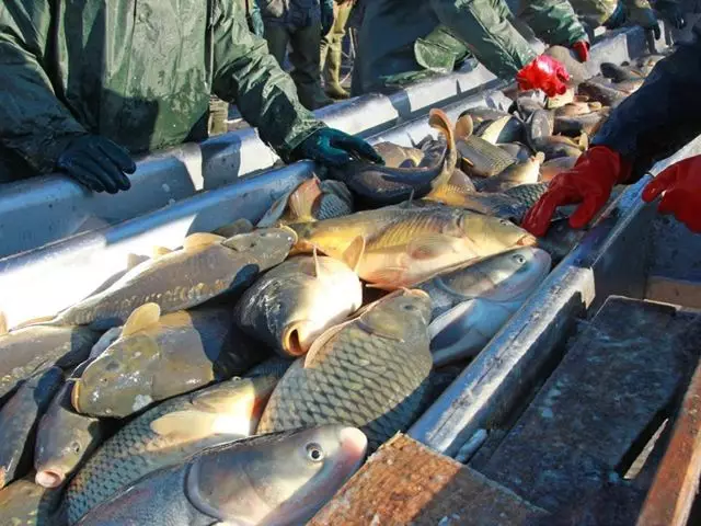 В Казахстане будут субсидировать переработку рыбной продукции