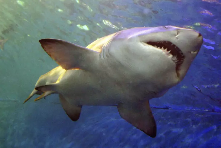Наркотическое вещество обнаружили ученые в организме акул в Бразилии