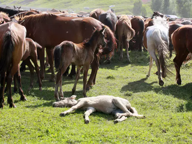 В РК будут субсидировать  развитие казахской породы лошадей спортивного направления