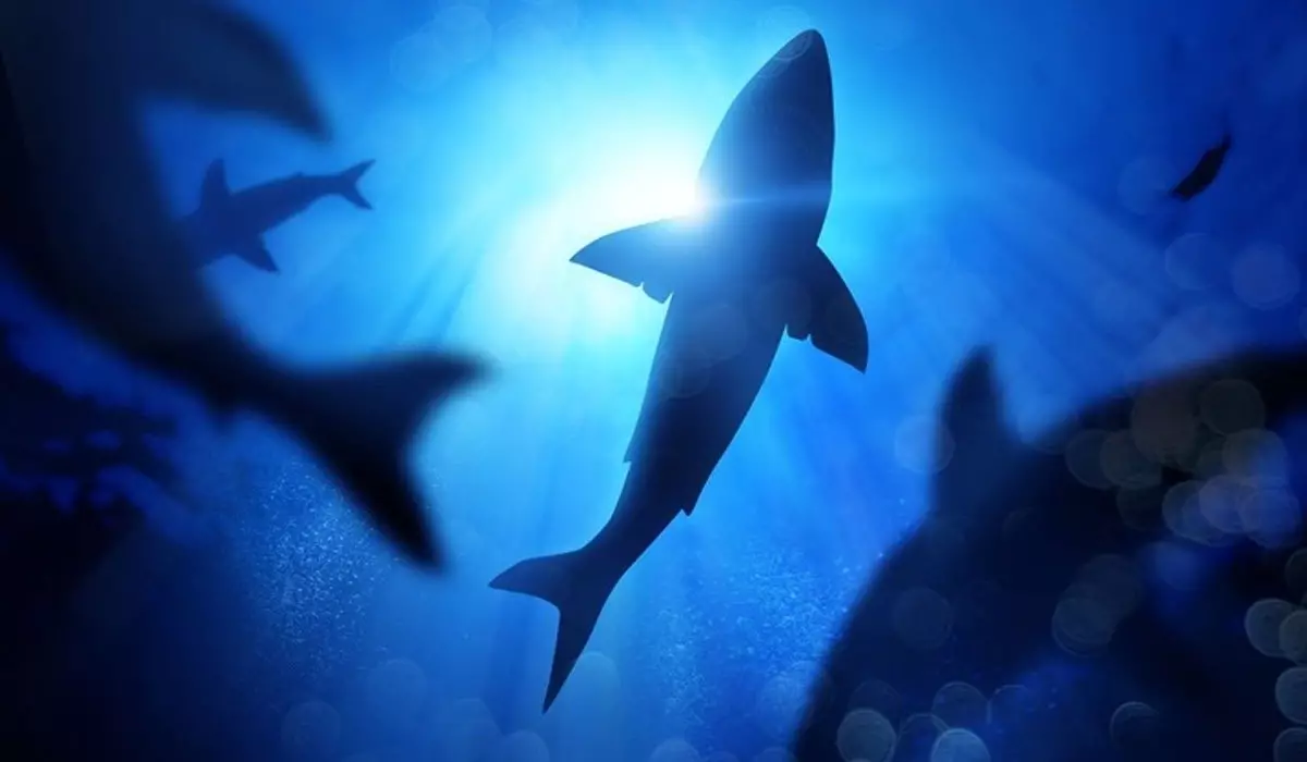 Кокаин нашли в организме акул у берегов Бразилии