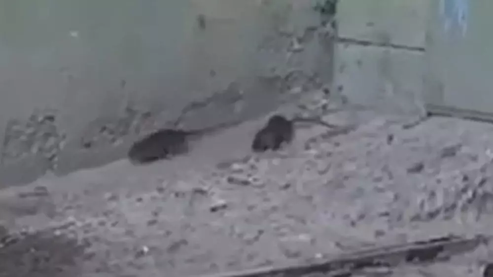 "Это результат отстрела кошек": у жилых домов в Актау появились крысы
