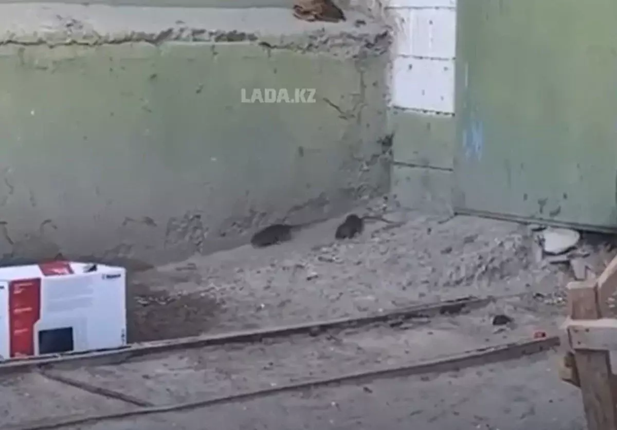 Не убивайте кошек! Жители Актау сняли на видео скопище крыс у жилого дома