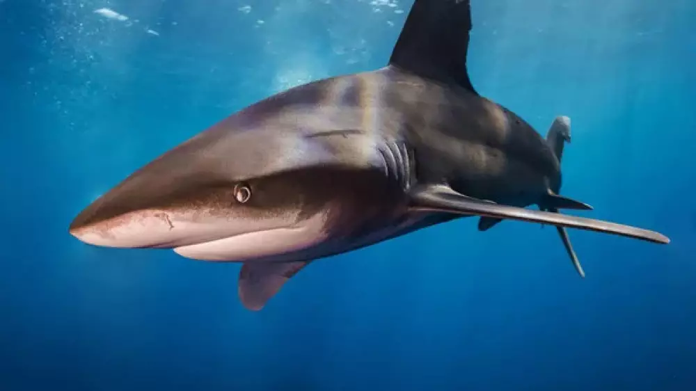 В организме акул нашли кокаин: "Это может влиять на поведение"