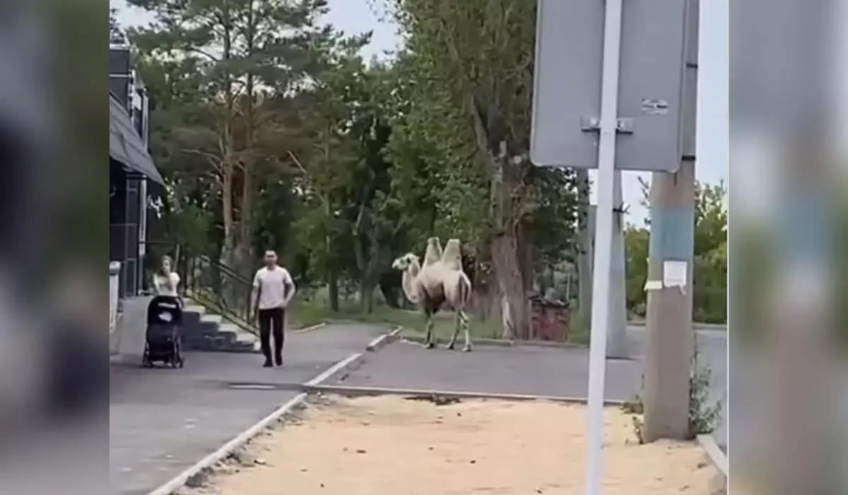 Гуляющего по улицам города верблюда сняли на видео в Павлодаре