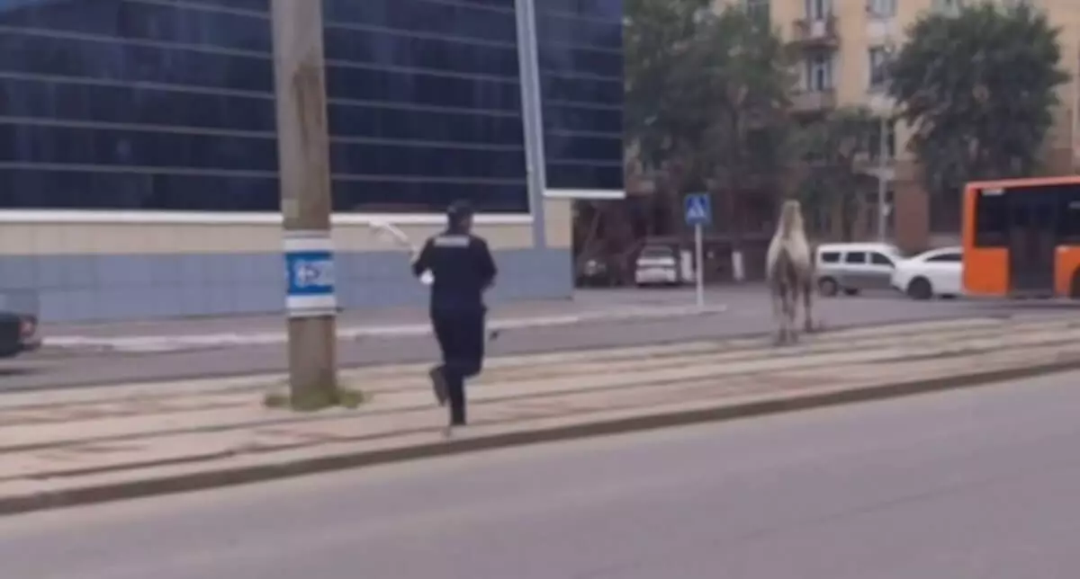 Сбежавший верблюд заставил попотеть полицейских Павлодара (ВИДЕО)
