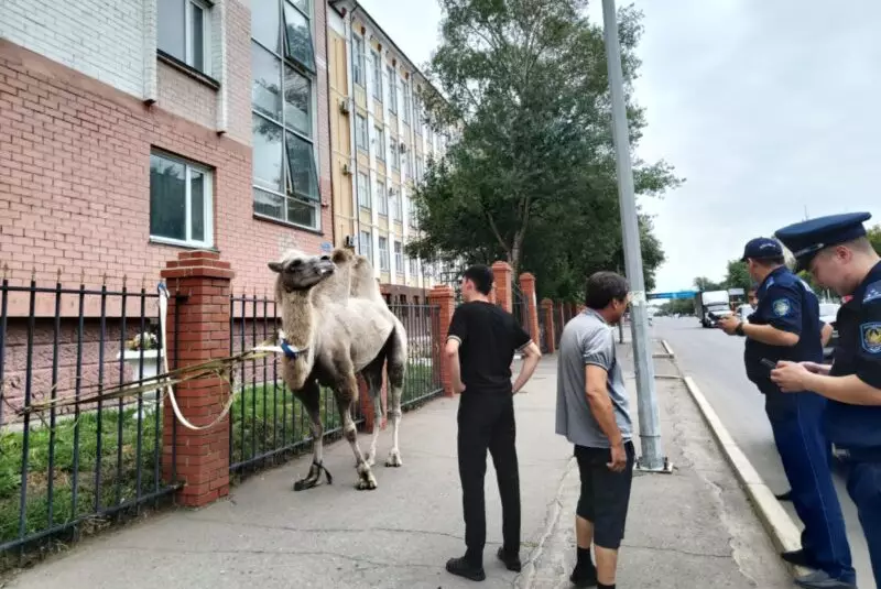 Полицейские поймали бегающего по улицам Павлодара верблюда